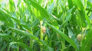 young corn in the field aerial view. video from a quadrocopter