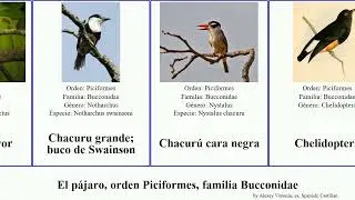 El p&aacute;jaro, orden Piciformes, familia Bucconidae buco monjilla bird mayor grande cara occidental