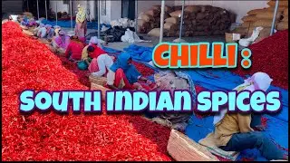 Chilli Grading | Chilli Processing Plant | Export Quality | Hand Chilli Grading | South Indian Spice