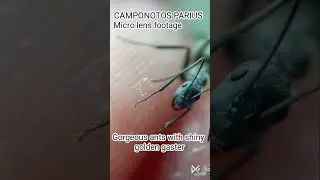 #ants #new #first #india #macro #video #shorts #youtubeshorts #facts #memes #song #science #hobby