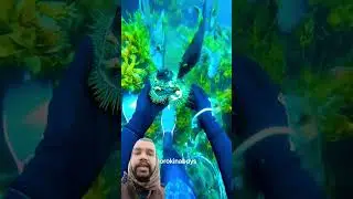 A disabled duckling helps his cat friend 🐥 #DuckRescue #CuteAnimal #AnimalRescue #scubadiving