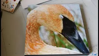 Trumpeter Swan | Designs on Photos Episode 3