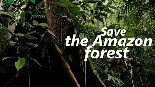 Amazon forest fire