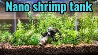NANO shrimp tank (no filter) build with ghost shrimp
