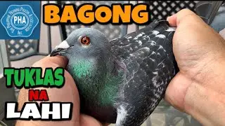 SUPER HIGH BREED ATA NA IMBENTO KONG KALAPATI, NAG MUKANG DEMONYO ICHURA NILA!!