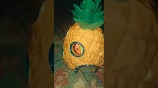 rumah spongebob