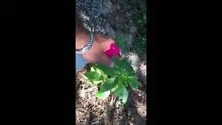 Dave&rsquo;s Non Toxic Weed & Grass Eliminator