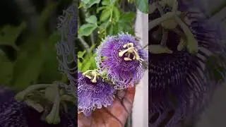 Today harvest purple 💜 colour passion fruit flower #flowers #garden #tarracegarden