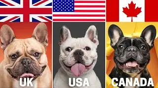 Цена на французского бульдога 2025 | США против Великобритании против Канады 🇺🇸🇬🇧🇨🇦