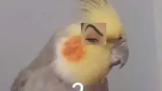 subscribe marathon until they die,,🐤🐥🐦🐦🐔🐔🐥🐦🐤