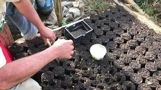 Coffee seedbed  Castillo 2.0~ Almacigo  de cafe semilla Castillo 2.0