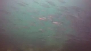 Jureles (Trachurus murphyi) en Buceo Isla Santa Mar&iacute;a Antofagasta - Chile