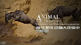 Animal Dictionary: Wildebeest, the Mara's master migrator