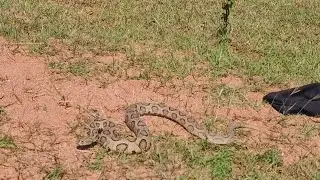 #indian #Russell's wiper#snake #rescue 