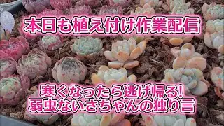 【植え付け作業配信】💖寒くなったら逃げ帰る🤣✨【いさちゃんの独り言】