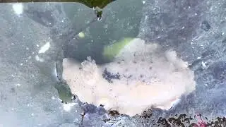 Sea Lemon Nudibranch during low tide