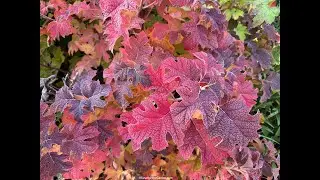 Add Fall Colors to Your Garden! (2025) #43