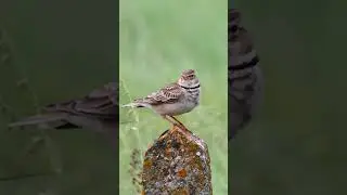 The calandra lark or European calandra-lark singing, Melanocorypha calandra,  #shortvideo #birdsong