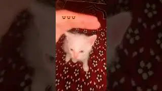 little Thomas