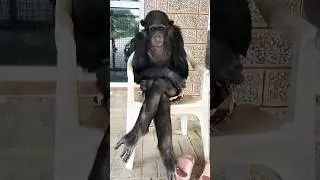 5677 #short #shorts #viral #shortsviral #goriya #mili Khadanga 2M Lovely collection 💕&hearts;️🦍