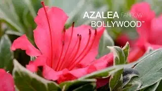 The Bright Azalea Bollywood at JacksonandPerkins.com