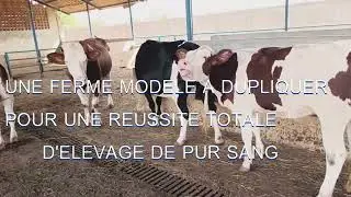 ELEVAGE DE PUR SANG MONTBELIARDS A BAMAKO : UNE REUSSITETOTALE