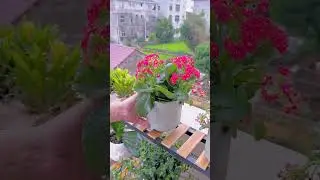 Balcony solid wood flower stand, with wheels, convenient and practical