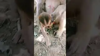 mom feeding milk #monkey #shorts