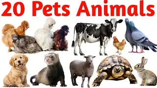 20 Pet Animals Names in English for Kids | Learn Pets with Pictures & Sounds | Educational Video