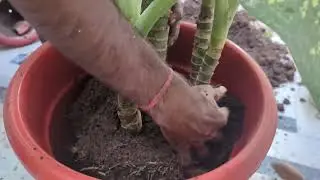Dieffenbachia (Dumb Cane) Repotting #dieffenbachia #greenplants #gardening #nature #viral #video