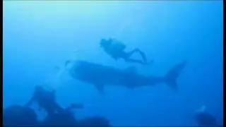 Pointe au sel ,  Ile de la Réunion