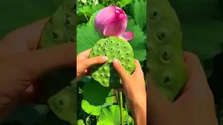 kamal | देखिए मखाना कैसे बनता है | Makhana Kaise Banta hai | Makhana Making Process | Kheti #10m