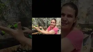 Alma em flor no final de ano. Bom ano para todos