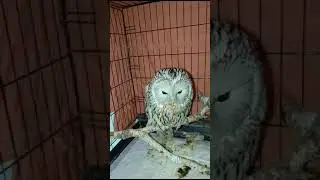 Вот так кушает наша Софушка #shorts