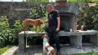 Parte 2 – Aprende comandos básicos en la educación canina con Siegbert Till