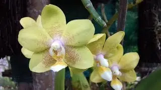 Mes Orchidées | Mars 2019 (Île De La Réunion , Saint Joseph) 974