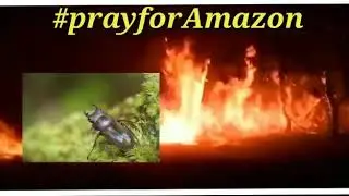 #prayforAmazonas#prayforAmazon#Amazon #whatappstatus #PrayforAmazonWhatappstatus#tamilwhatappstatus