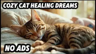 12 Hours Tranquil Cozy Cat Healing Dreams 🐱 Deep Calm & Relaxation 🌙 Tranquil Nights 🐾
