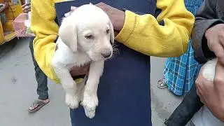 Broadway Pet Market. Chennai, Tamil Nadu, India. Labrador Retriever.