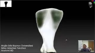 Scapulae - Kürek kemiği - Veteriner Anatomi