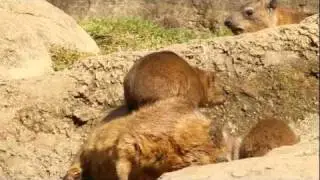 Relaxing Rock Hyraxes at the Bronx Zoo
