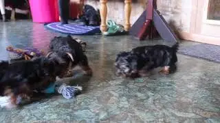 Debbie, Dallus & Dickie