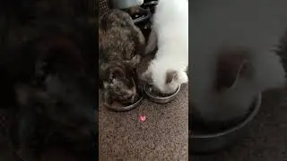 Feline Foodies😻: Endearing Moments of Cats🐱😻💖 Enjoying Their Meals! #shorts #cat #twoindiesisters