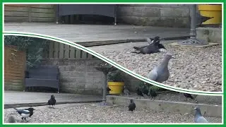 Aggressive magpie attacks a fledgling jackdaw, but the parents are straight onto the magpie!