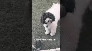 havanese demeanor