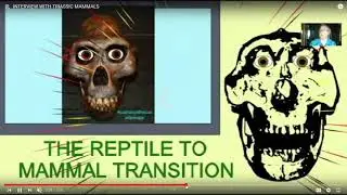 mammal diversity
