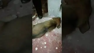 🐕🦮🐕&zwj;🦺🐕🦮🐕&zwj;🦺