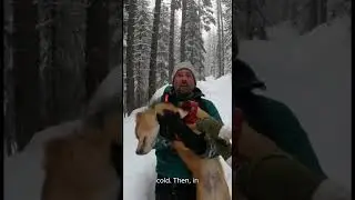 Frozen and Alone&mdash;A Dog Saved in the Snow #Shorts