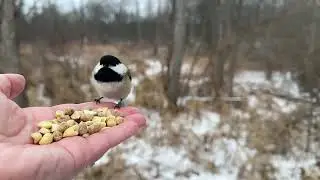 Hand-feeding Birds in Slow Mo - Black-capped Chickadees, Tufted Titmice,  Nuthatch, Downy Woodpecker