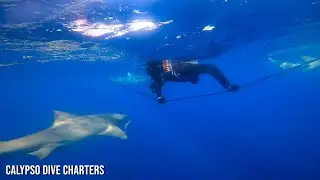 Shark Diving with Calypso Dive Charters